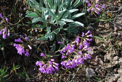 Phoenicaulis cheiranthoides