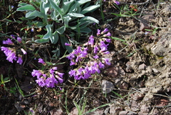 Phoenicaulis cheiranthoides