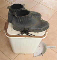 Acanthoscurria paulensis