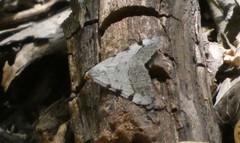 Digrammia triviata