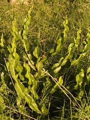 Baccharis jocheniana