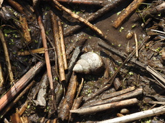 Heterogen japonica