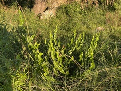 Baccharis jocheniana