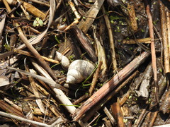 Heterogen japonica
