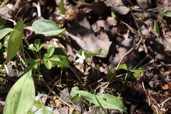 Coptis trifolia