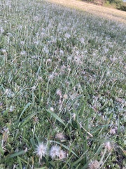 Chevreulia acuminata