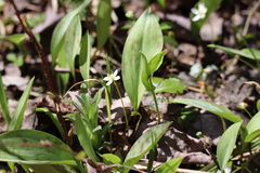 Coptis trifolia