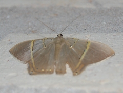 Phrygionis polita