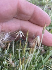 Chevreulia acuminata