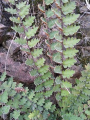Astrolepis sinuata