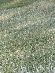 Chevreulia acuminata