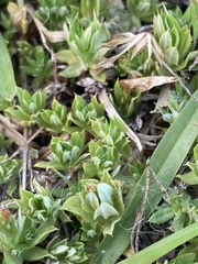 Chevreulia acuminata