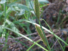 Carex nebrascensis
