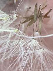 Chevreulia acuminata