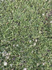 Chevreulia acuminata