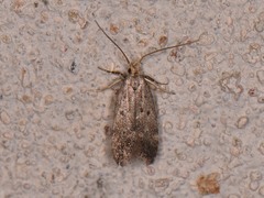 Neodactylota liguritrix