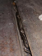 Aspronema dorsivittatum