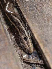 Aspronema dorsivittatum