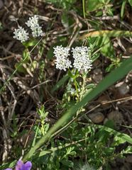 Valerianella amarella