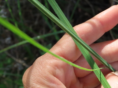 Carex nebrascensis
