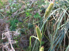 Carex nebrascensis