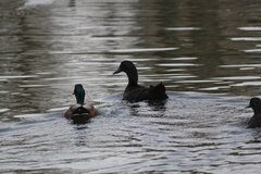 Anas platyrhynchos domesticus