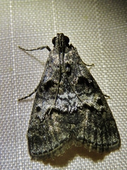 Pococera maritimalis