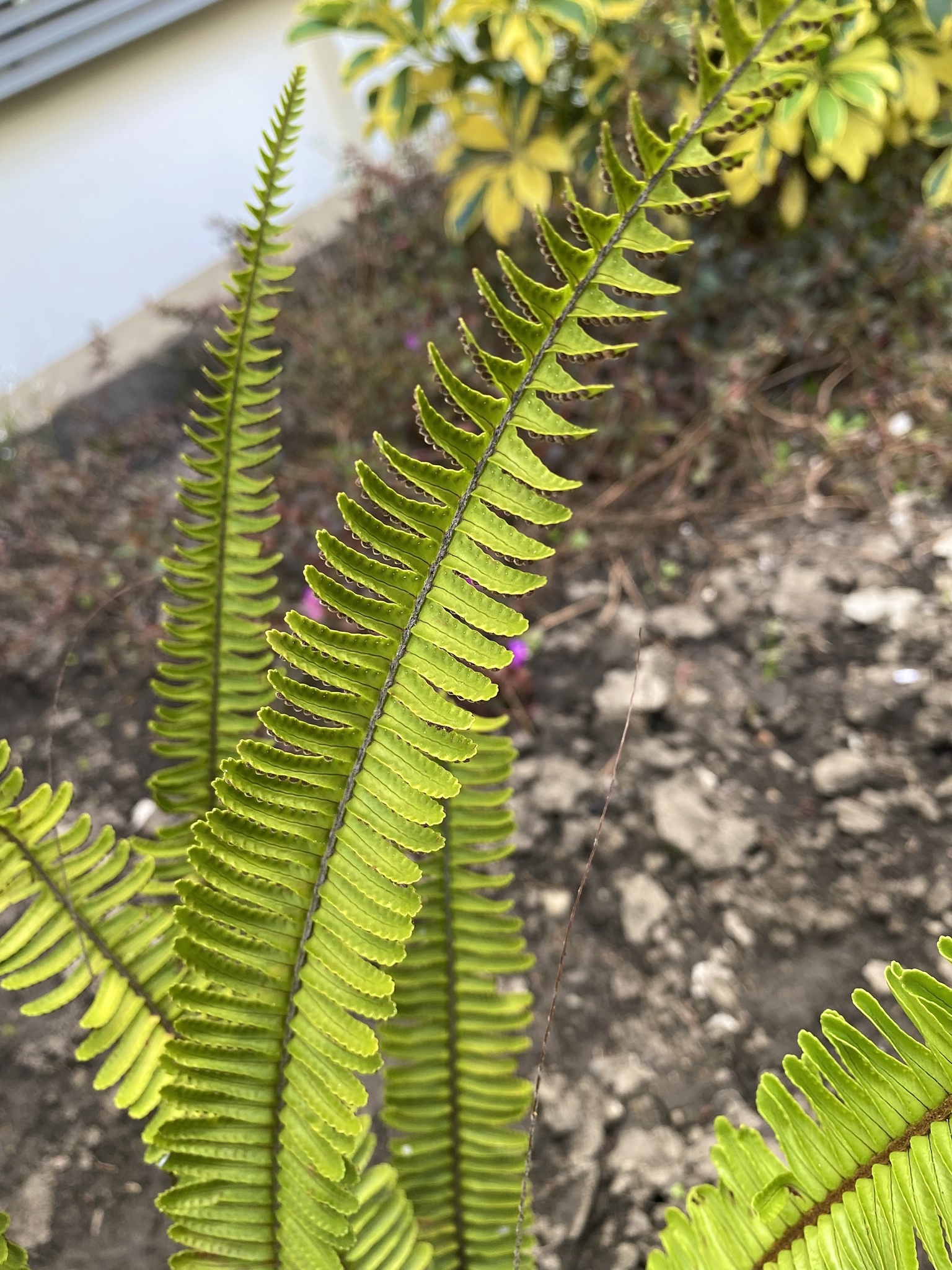 Nephrolepidaceae image