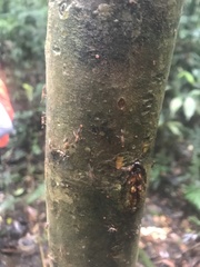 Angiopolybia