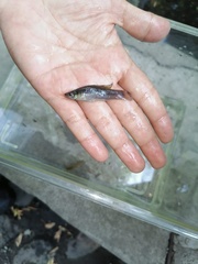 Pseudoxiphophorus bimaculatus