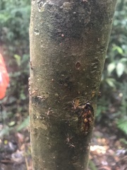 Angiopolybia