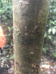 Angiopolybia