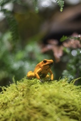 Phyllobates terribilis
