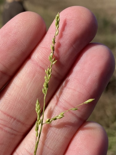 Entolasia marginata (R.Br.) Hughes