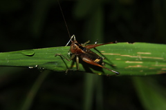 Conocephalus versicolor