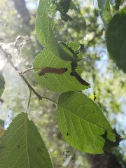 Oedemasia concinna