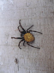 Parawixia bistriata