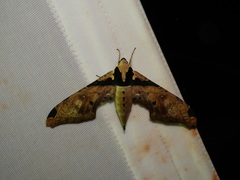 Adhemarius eurysthenes