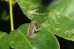 Pristimantis platydactylus