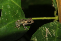 Pristimantis platydactylus
