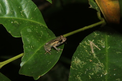 Pristimantis platydactylus