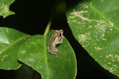 Pristimantis platydactylus