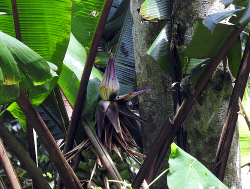 Musa violascens (Musa violascens)