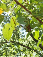 Oedemasia concinna