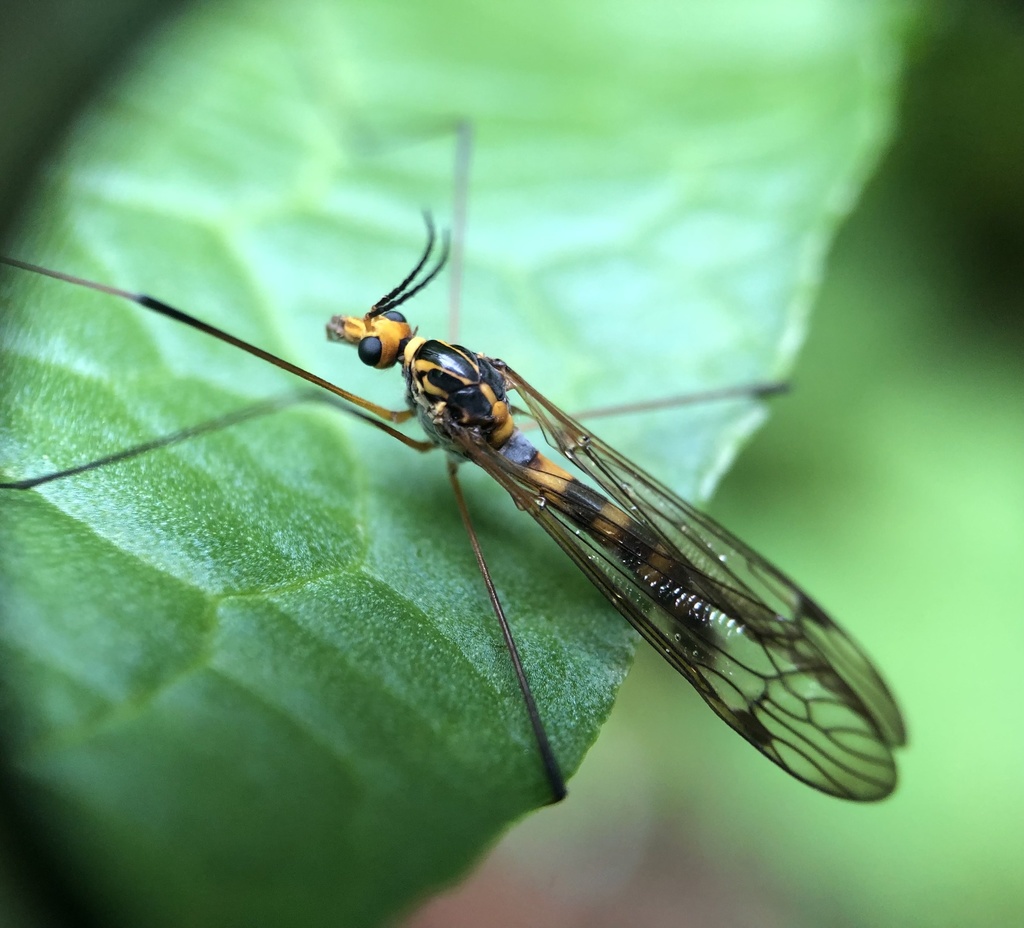 Tipula collaris