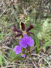 Zygopetalum
