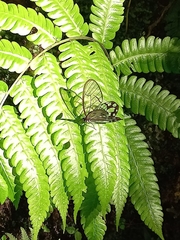 Pseudohaetera hypaesia