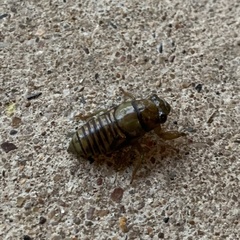 Neocicada hieroglyphica