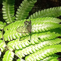 Pseudohaetera hypaesia