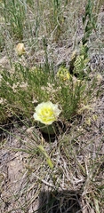 Opuntia polyacantha polyacantha